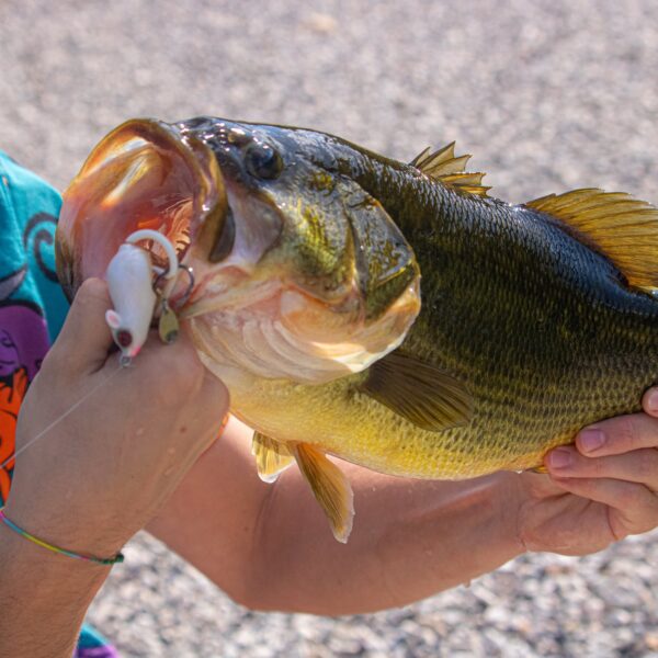 Hot Summer Bass Fishing Tips:…